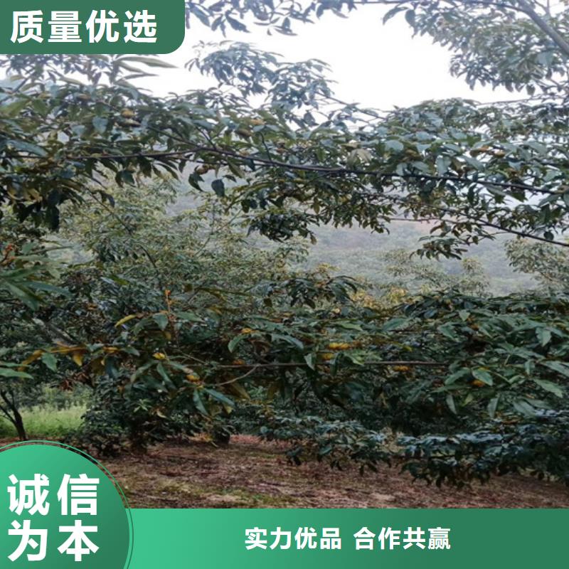 碧根果苹果苗精选优质材料多年行业积累