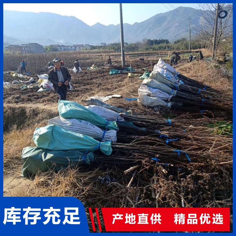 碧根果梨树苗生产加工详细参数