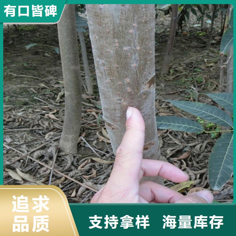 香椿苹果苗来图来样定制产品细节