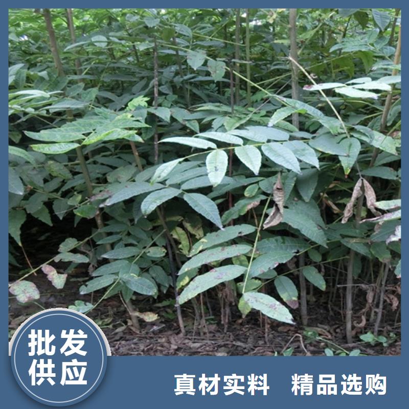 【香椿】奶油草莓一站式供应厂家质量检测