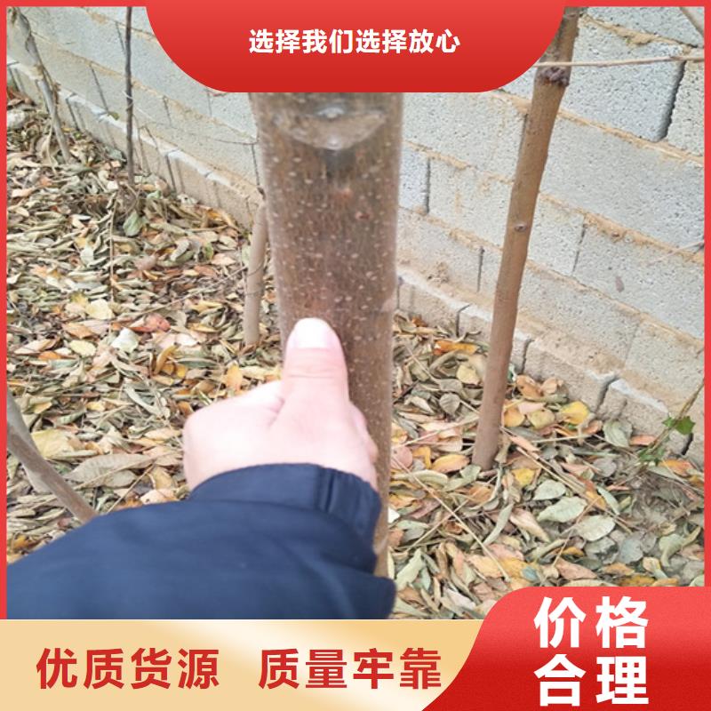 香椿-樱桃苗诚信经营现货现发同城生产商