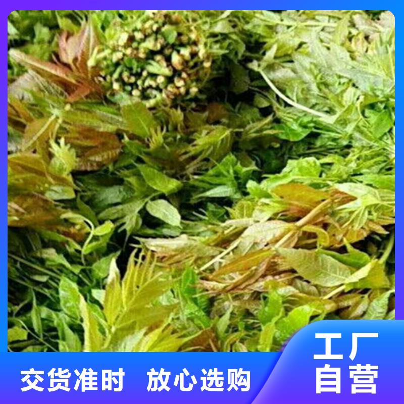 香椿【樱桃苗】生产加工同城制造商