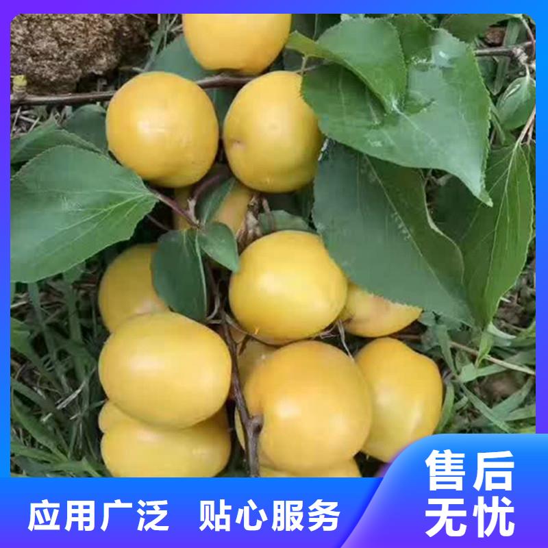 杏【苹果苗】使用寿命长久推荐厂家