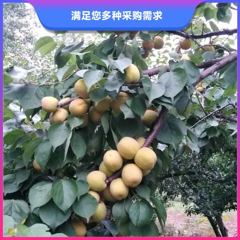 杏梨树苗精心选材匠心工艺