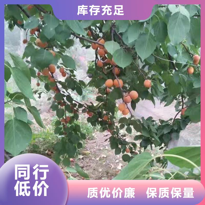 【杏】苹果苗专心专注专业同城公司