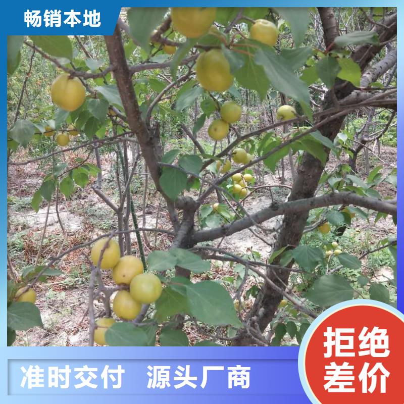 杏无花果苗敢与同行比服务当地公司