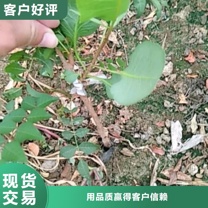 开心果梨树苗工厂采购本地供应商