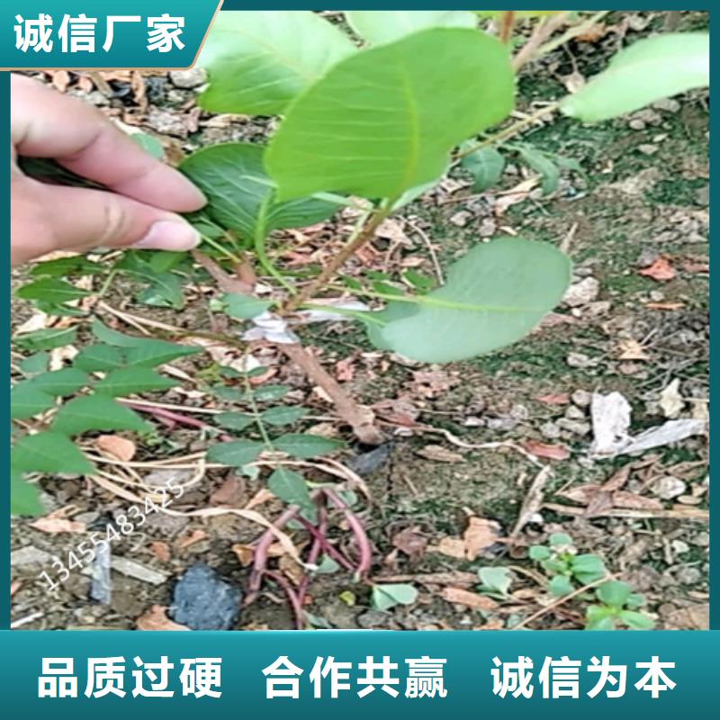 【开心果】-苹果苗厂家直销直供种类齐全