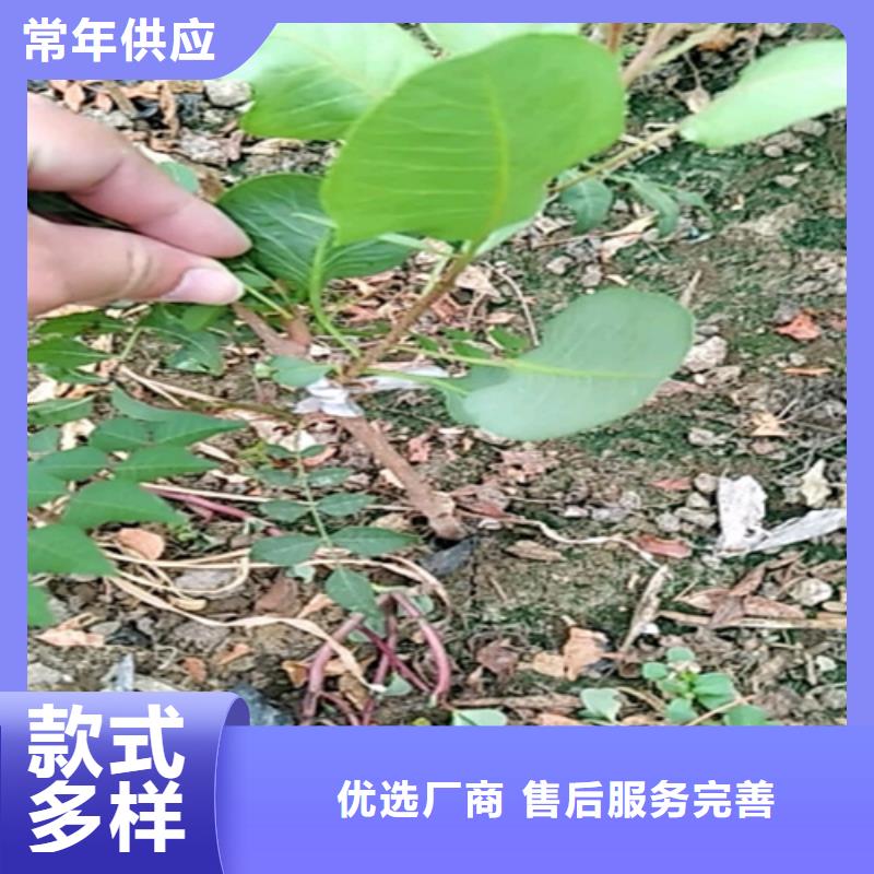 开心果无花果苗多种规格可选资质认证