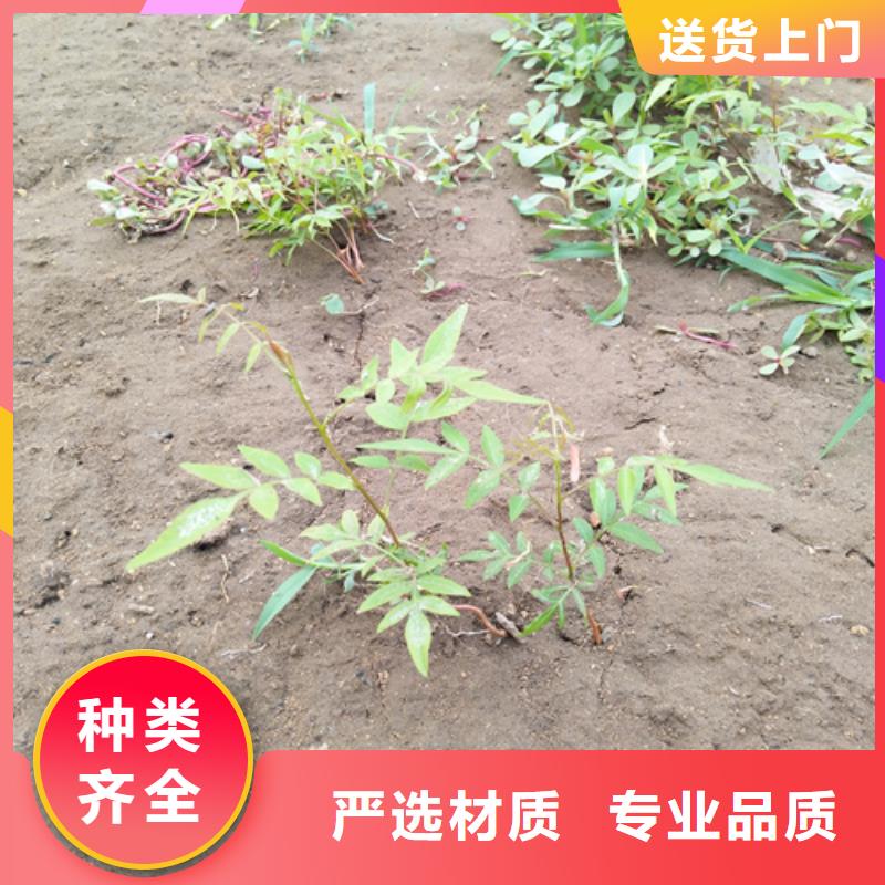 开心果红颜草莓匠心工艺同城生产厂家