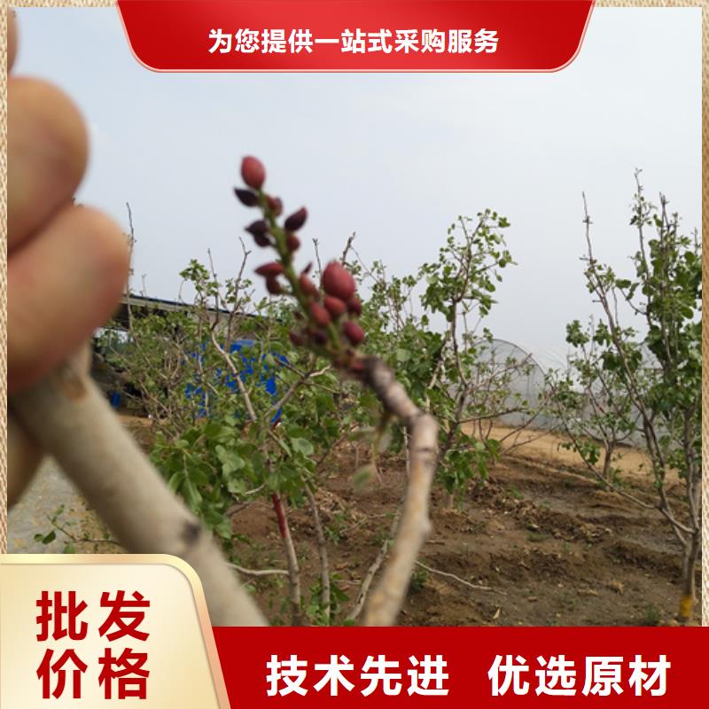 开心果苹果苗为您精心挑选源头厂家量大价优