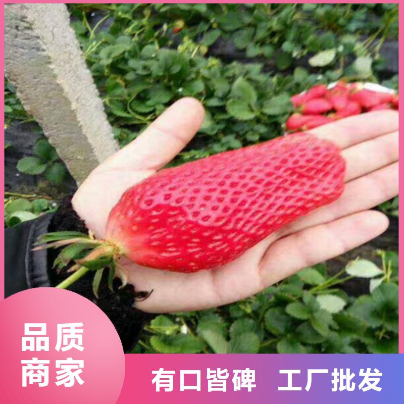 草莓苗【无花果树苗】用心做好细节厂家直销售后完善