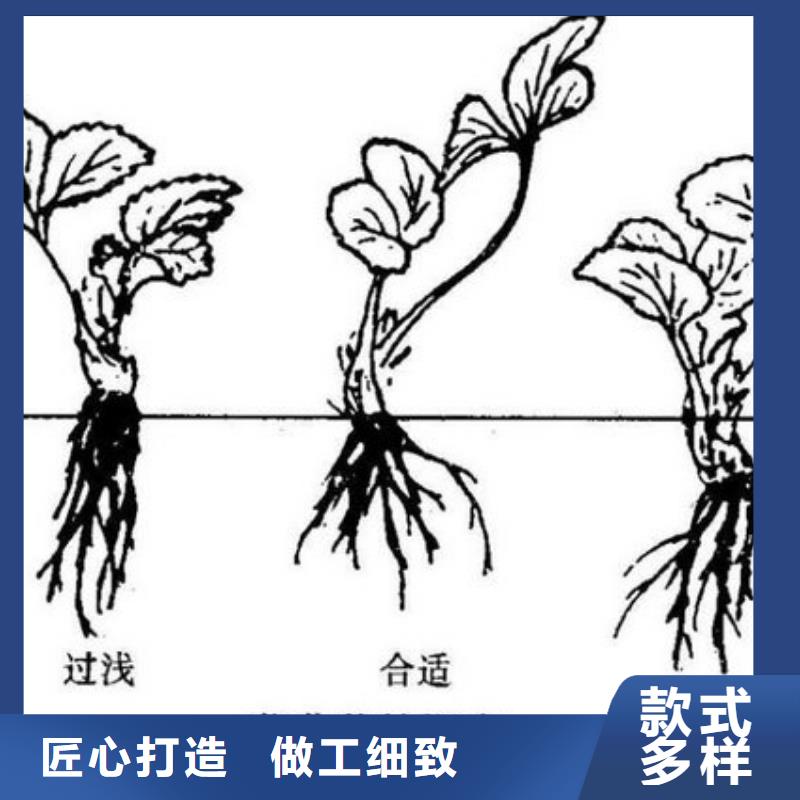 草莓苗红肉西梅随到随提价格透明