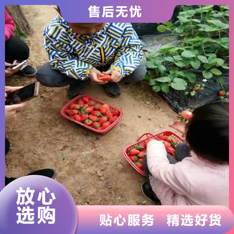 【草莓苗蟠枣树苗优选厂家】同城货源