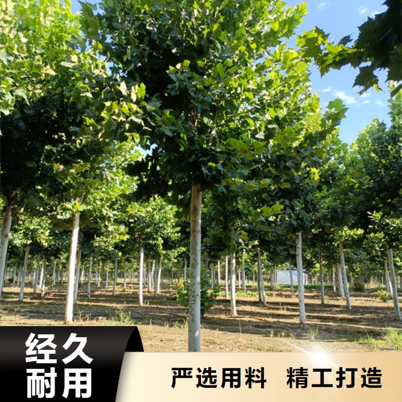 法桐白蜡品牌企业工艺成熟