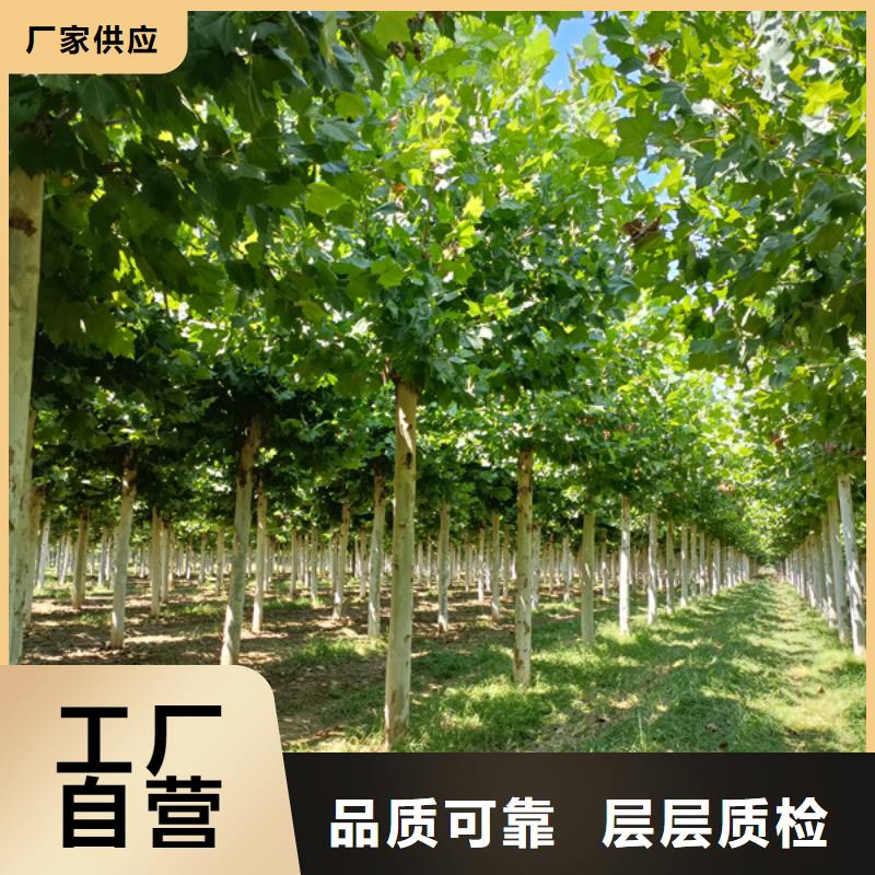 ​【法桐金叶白蜡注重细节】性能稳定