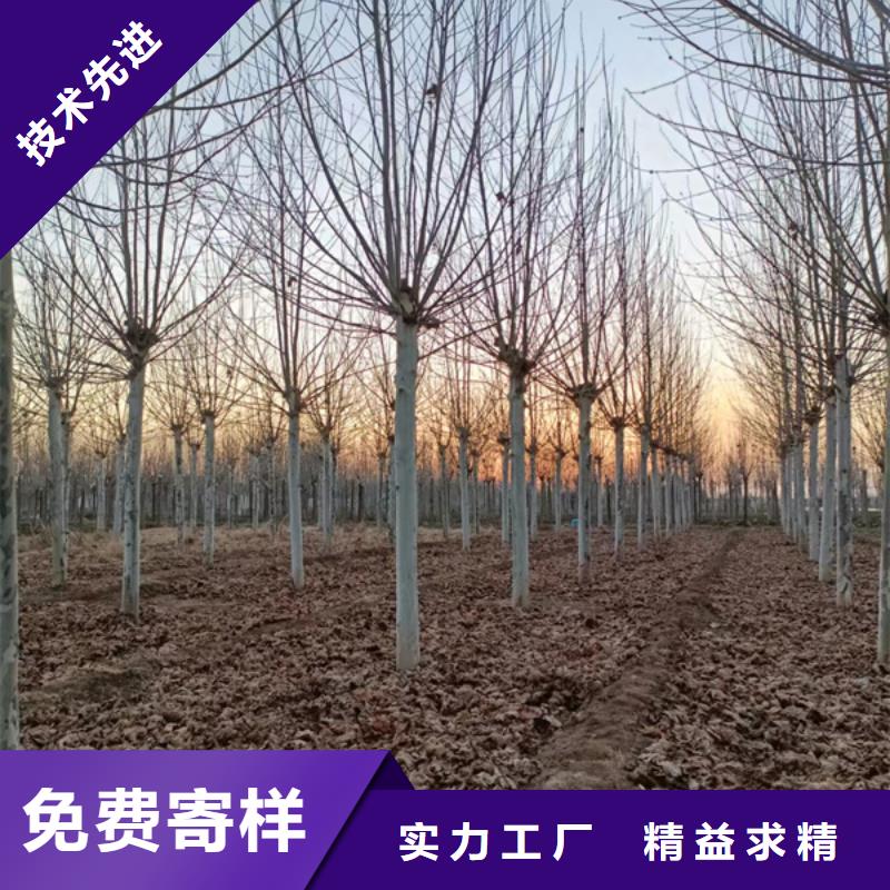 法桐秋紫白蜡客户好评量大从优