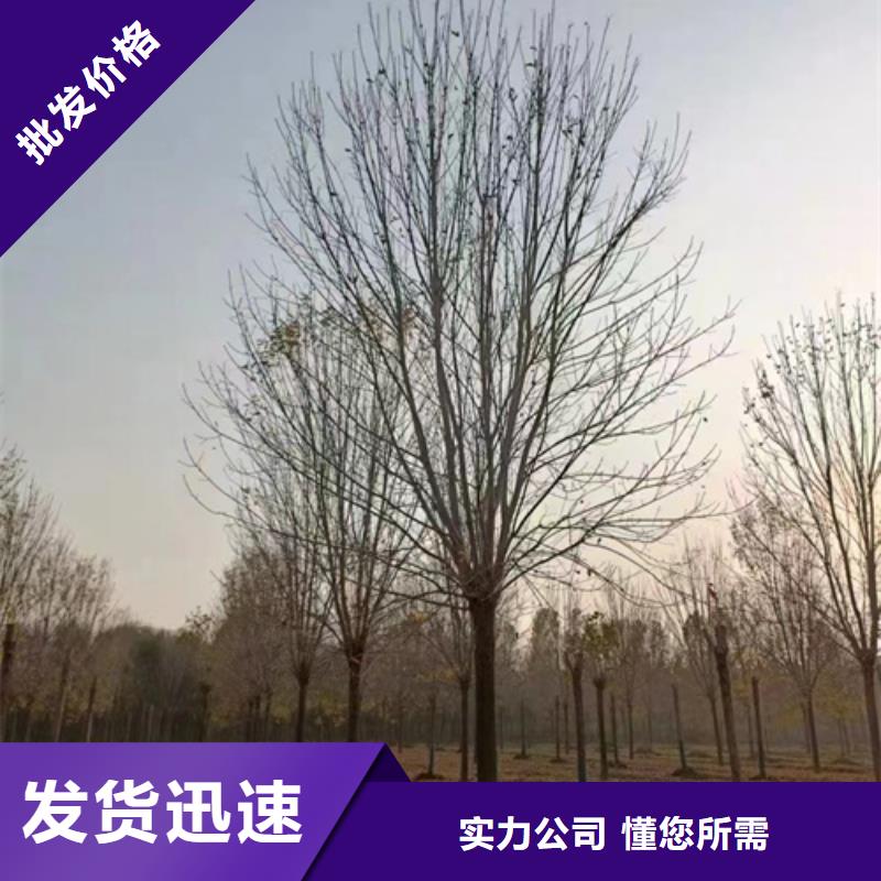 ​法桐北京栾快速发货附近供应商