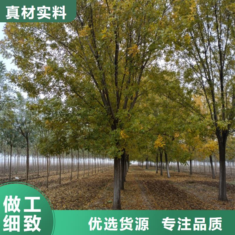 法桐白蜡厂家直销供货稳定源头厂家量大价优