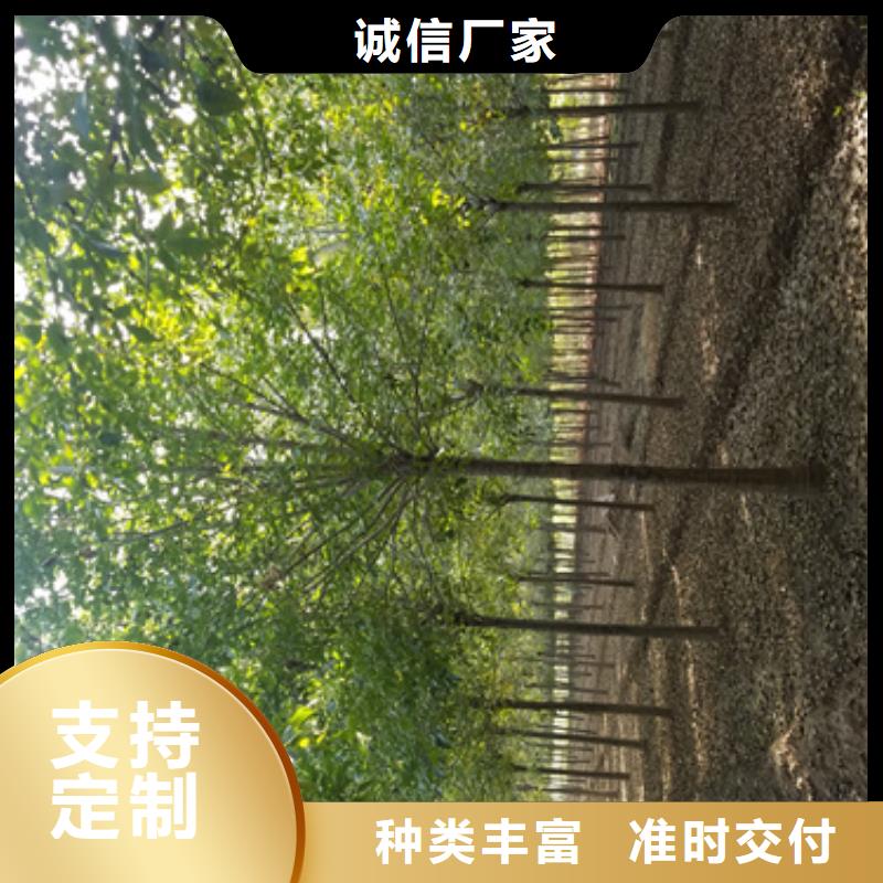 【法桐五角枫出厂价】同城公司